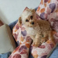 سگ نژاد پودل