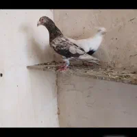 کبوتر هفترنگ عالی