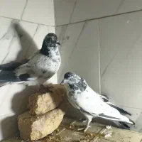 کبوتر|حیوانات|اردکان, |دیوار