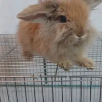 خرگوش لوپ دو رگه