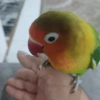 طوطی برزیلی نر فقط معاوضه