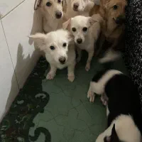 واگذاری سگ اشتپیتز