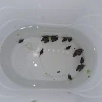 حلزون کیلر معاوضه با گوپی یا شیریمپ