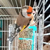 سهره دورگ کراواتی عتیقه مخصوص عشقباز