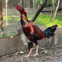 فروش دوتا عدد خروس لاری