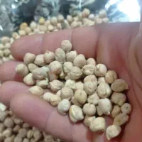 نخود دیم بوجاری شده درشت و تمیز سرحدی