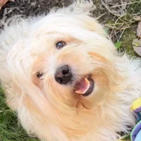 حیوان خانگی