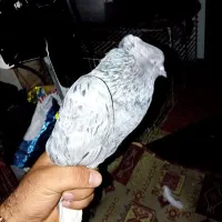 کبوتر اشعل|پرنده|بندرعباس, |دیوار