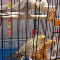 عروس ماده گلباقالی وجوجه اش