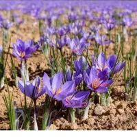 سرکارگرم  کار گر گل چین زعفران کارکشاورزی خدمتم