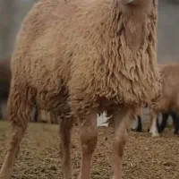 بخش گوسفند زنده