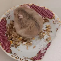 فروش همستر کمپل|موش و خرگوش|محلات, |دیوار