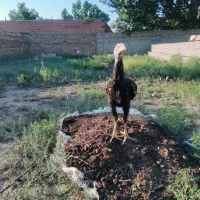 جوجه لاری اصل