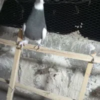 کبوتر طوقی|پرنده|قزوین, |دیوار