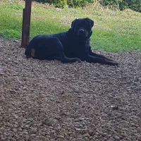 روتوایلر ۱۵ ماهه