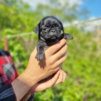 پاگ بلک مینیاتوری