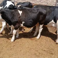 فروش گاو وگوساله