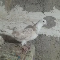 کفتر پرشی|پرنده|صباشهر, |دیوار