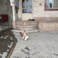 مرغ وخروس جاپنیز همراه  5 تا جوجه سر نشده