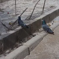 کپوتر پلاکی|پرنده|اردکان, |دیوار