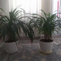 فروشی فروشی