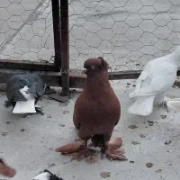 کبوتر اوچان قرمز