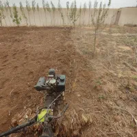 هرس اصولی درختانوشخم درختان توسط دانشجوباغبانی