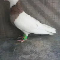 طوقی