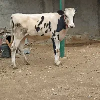 گوساله گاو گوسفند بز بره میش