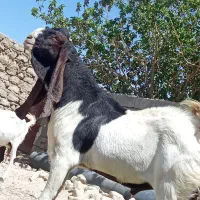 نر بز گلابی