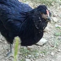 تخم نطفه دار گلین طوسی و پنگوئنی|حیوانات مزرعه|اصفهان, تیران|دیوار