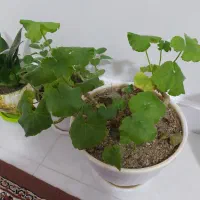 چند عدد گل وگلدان|گل و گیاه طبیعی|بوکان, |دیوار