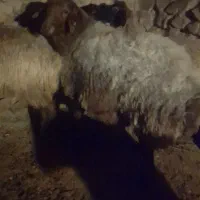 قوچ هترو|حیوانات مزرعه|شیروان (خراسان), |دیوار