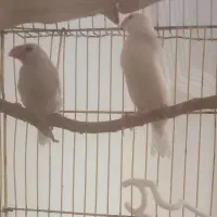 فروش مرغ مینا فنچ نرگسی جوجه عروس هلندی ج کوتوله|پرنده|میرجاوه, |دیوار