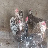 تخم مرغ نطفه دارگلین وطوسی|حیوانات مزرعه|اصفهان, شفق|دیوار