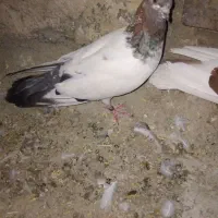 کبوتر