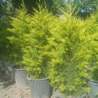 لافسون نیمه زباله