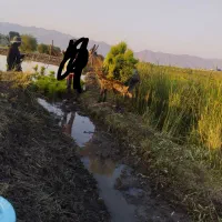 الاغ نر|حیوانات مزرعه|شیراز, گل سرخ|دیوار