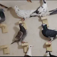15 تا کبوتر همه نر درجه یک