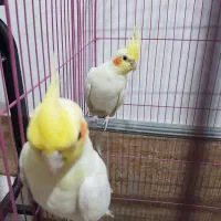 عروس هلندی|پرنده|قم, علی آباد سعدگان|دیوار