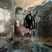 کفتر تهرانی|پرنده|زابل, |دیوار