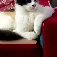 واگذاری گربه|گربه|گرگان, |دیوار