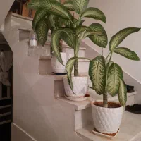 گل طبیعی سالم|گل و گیاه طبیعی|کرمانشاه, |دیوار