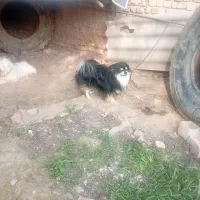 سگ پامر نر بلک انتن