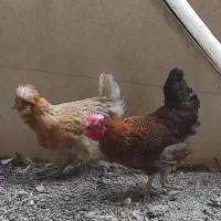 مرغ گلین