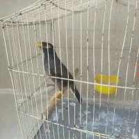 مرغ مینا سخنگو