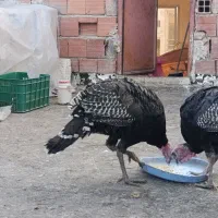 بوقلمون 5 ماه نژاد برنز نر|حیوانات مزرعه|بجنورد, |دیوار