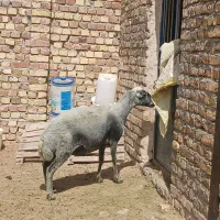 میش|حیوانات مزرعه|اراک, |دیوار