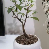 بنسای بونسای فیکوس رتوزا
