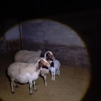 2جفت گوسفندبابره|حیوانات مزرعه|کارزان, |دیوار